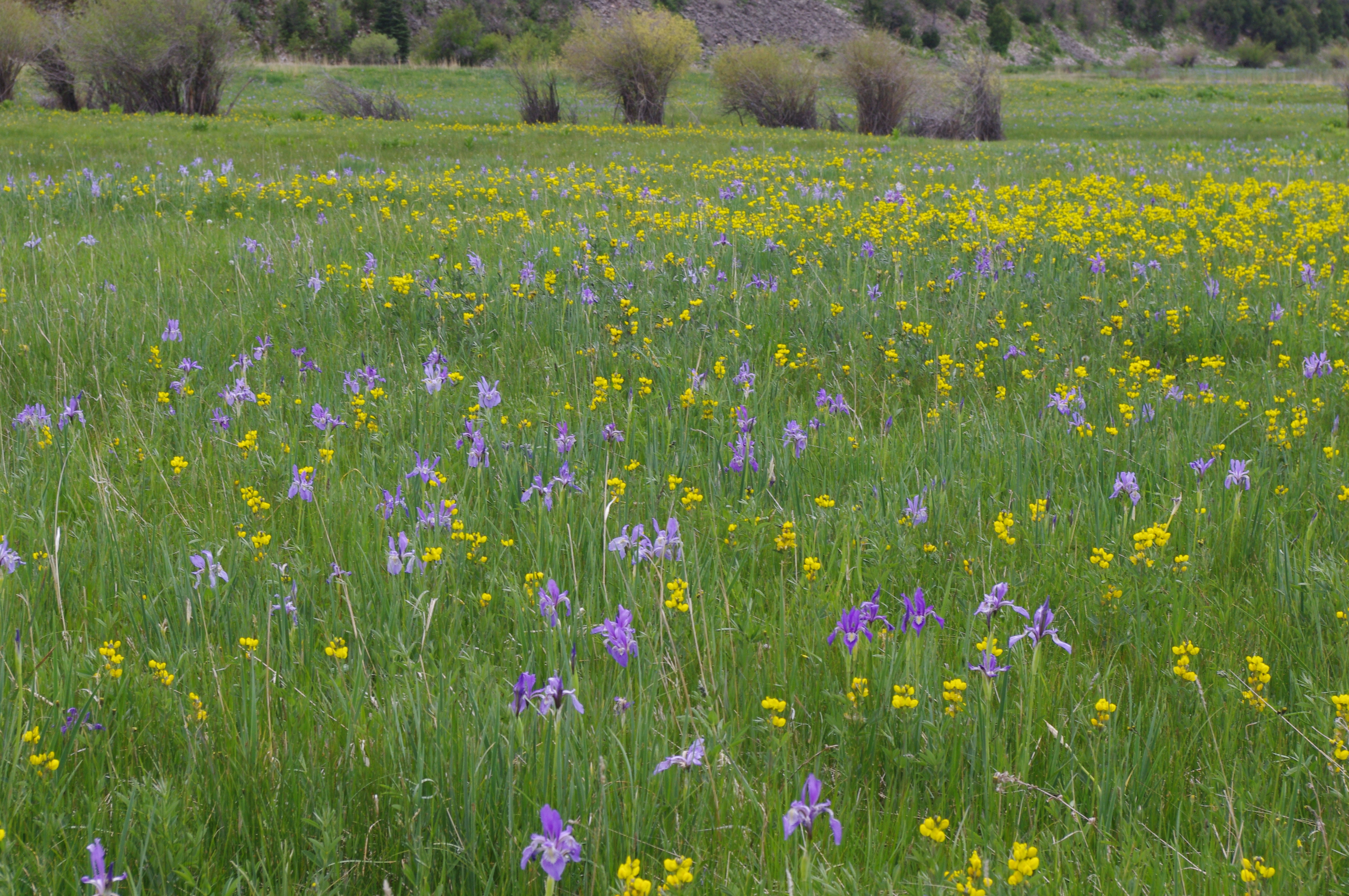 Field of Wild Iris near Stonewall